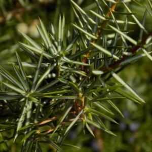 Photographie n°2115660 du taxon Juniperus communis L. [1753]