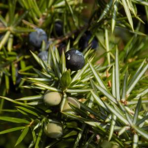 Photographie n°2115661 du taxon Juniperus communis L. [1753]