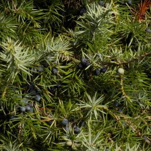 Photographie n°2115662 du taxon Juniperus communis L. [1753]