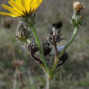 Photographie n°2115666 du taxon Picris hieracioides L. [1753]