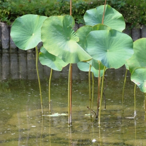 Photographie n°2115680 du taxon Nelumbo nucifera Gaertn. [1788]