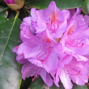 Photographie n°2115693 du taxon Rhododendron ponticum L. [1762]