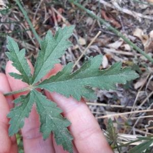 Photographie n°2115700 du taxon Althaea cannabina L.