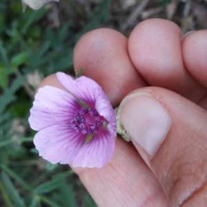 Photographie n°2115701 du taxon Althaea cannabina L.