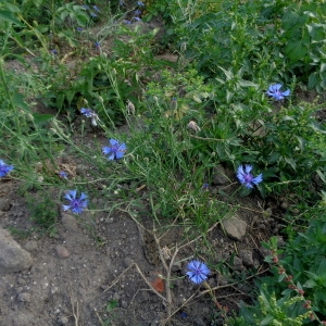 Photographie n°2115726 du taxon Cyanus segetum Hill [1762]