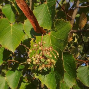 Photographie n°2115734 du taxon Tilia henryana Szyszyl. [1890]