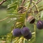  Michel Pansiot - Cephalotaxus harringtonii (Knight ex J.Forbes) K.Koch [1873]