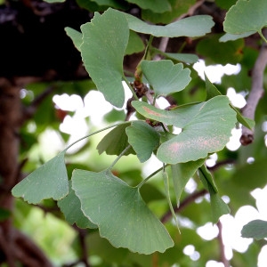 Photographie n°2116001 du taxon Ginkgo biloba L. [1771]