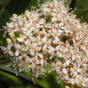 Photographie n°2116044 du taxon Cornus alba L. [1767]