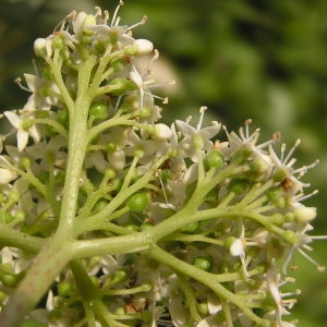 Photographie n°2116045 du taxon Cornus alba L. [1767]