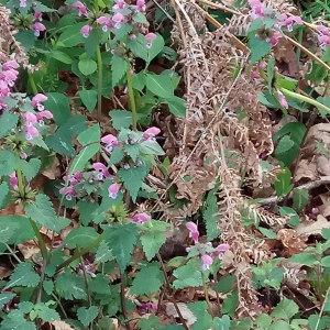 Photographie n°2116064 du taxon Lamium maculatum (L.) L. [1763]