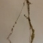  Florent Beck - Utricularia intermedia Hayne [1800]