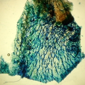 Photographie n°2116103 du taxon Utricularia intermedia Hayne [1800]