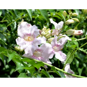 Podranea ricasoliana (Tanfani) Sprague (Bignone rose)