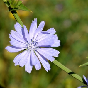 Photographie n°2116308 du taxon Cichorium endivia L. [1753]