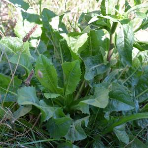 Photographie n°2116309 du taxon Cichorium endivia L. [1753]