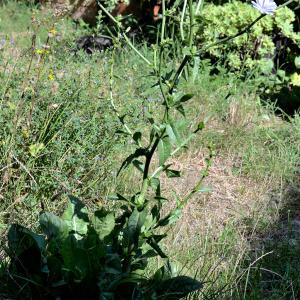 Photographie n°2116310 du taxon Cichorium endivia L. [1753]