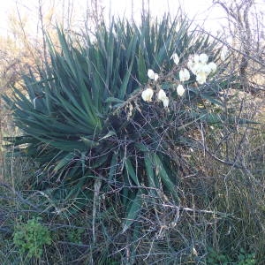 Photographie n°2116329 du taxon Yucca gloriosa L. [1753]