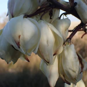 Photographie n°2116330 du taxon Yucca gloriosa L. [1753]