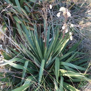 Photographie n°2116332 du taxon Yucca gloriosa L. [1753]