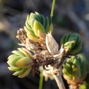 Photographie n°2116338 du taxon Crucianella maritima L. [1753]