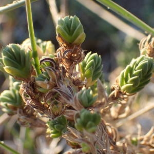 Photographie n°2116339 du taxon Crucianella maritima L. [1753]