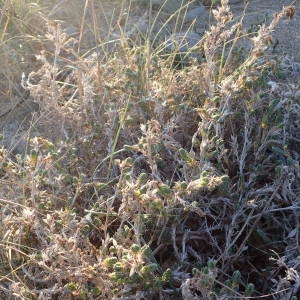 Photographie n°2116340 du taxon Crucianella maritima L. [1753]