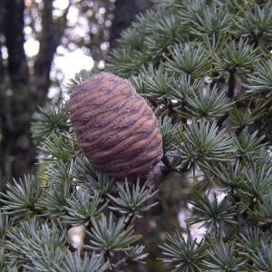 Photographie n°2116341 du taxon Cedrus atlantica (Manetti ex Endl.) Carrière [1855]