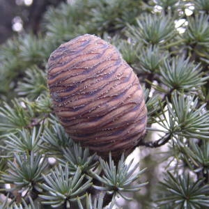 Photographie n°2116342 du taxon Cedrus atlantica (Manetti ex Endl.) Carrière [1855]