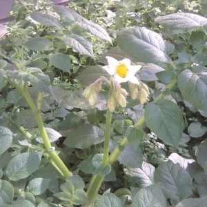 Photographie n°2116391 du taxon Solanum tuberosum L. [1753]