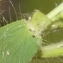  liliane Pessotto - Dichanthelium acuminatum (Sw.) Gould & C.A.Clark