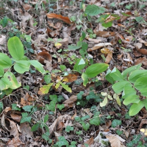 Photographie n°2116418 du taxon Polygonatum odoratum (Mill.) Druce