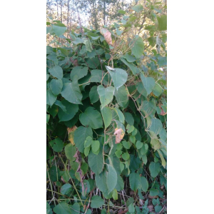 Toxicodendron radicans (L.) Kuntze (Arbre à la gale)