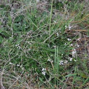 Photographie n°2116426 du taxon Asperula cynanchica subsp. cynanchica