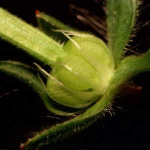 Photographie n°2116435 du taxon Geranium molle L. [1753]