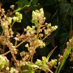 Photographie n°2116466 du taxon Montia perfoliata (Donn ex Willd.) Howell [1893]