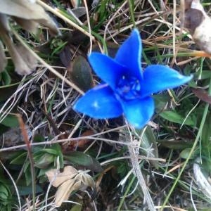 Photographie n°2116508 du taxon Gentiana verna L. [1753]