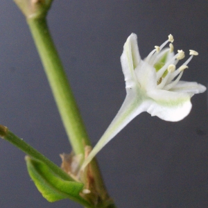 Fallopia dumetorum (L.) Holub (Renouée des haies)