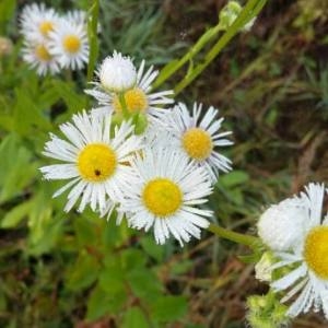 Photographie n°2116561 du taxon Erigeron annuus (L.) Desf. [1804]