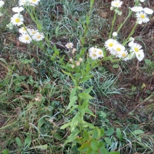 Photographie n°2116562 du taxon Erigeron annuus (L.) Desf. [1804]