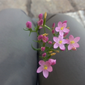 Photographie n°2116630 du taxon Centaurium erythraea Rafn [1800]