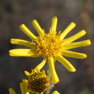 Photographie n°2116643 du taxon Jacobaea erucifolia (L.) G.Gaertn., B.Mey. & Scherb. [1801]