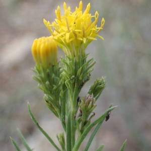 Photographie n°2116649 du taxon Galatella linosyris (L.) Rchb.f. [1854]