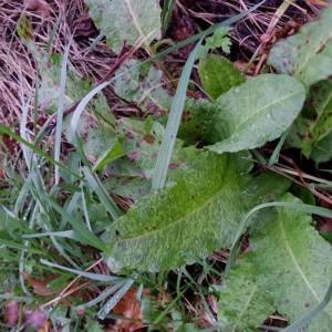 Photographie n°2116668 du taxon Rumex crispus L. [1753]