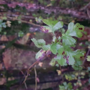 Photographie n°2116669 du taxon Crataegus monogyna Jacq. [1775]