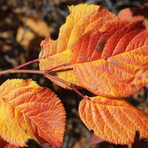 Photographie n°2116748 du taxon Prunus brigantina Vill. [1786]