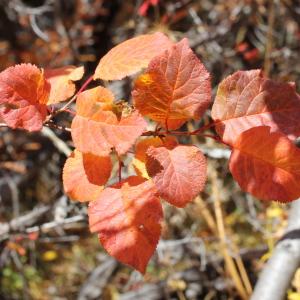 Photographie n°2116749 du taxon Prunus brigantina Vill. [1786]