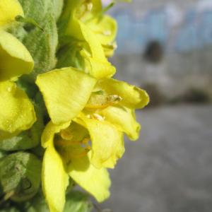 Photographie n°2116789 du taxon Verbascum thapsus L. [1753]