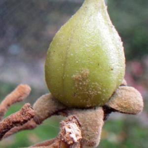 Photographie n°2116817 du taxon Paulownia tomentosa (Thunb.) Steud. [1841]