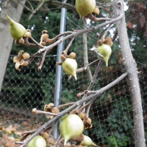 Photographie n°2116818 du taxon Paulownia tomentosa (Thunb.) Steud. [1841]